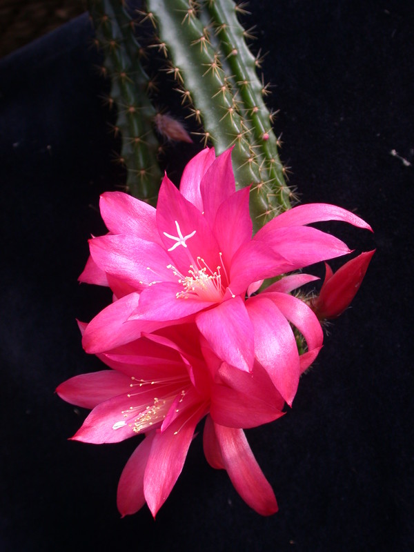 aporocactus glorianna 981943