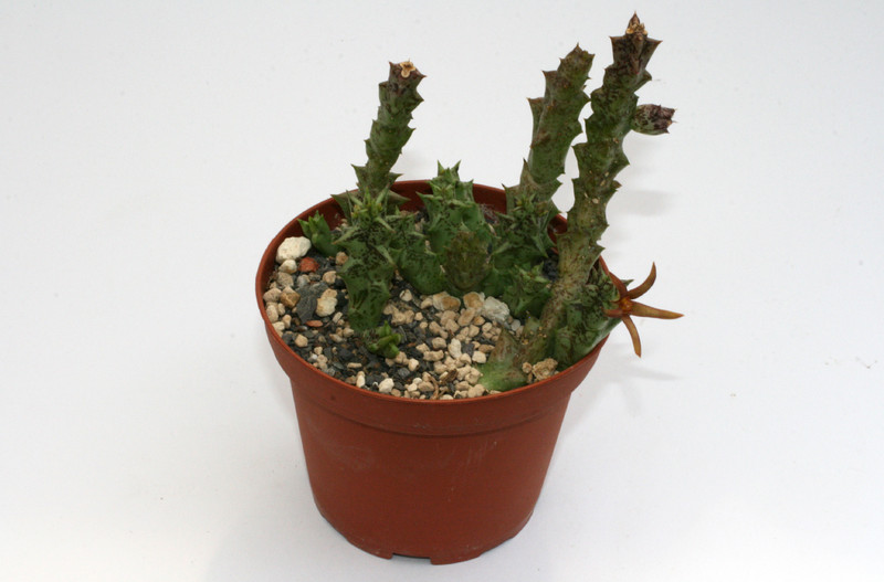 caralluma wissmannii 9661