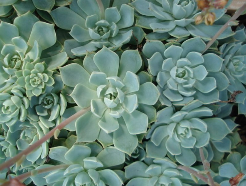 echeveria peacockii bleute 2