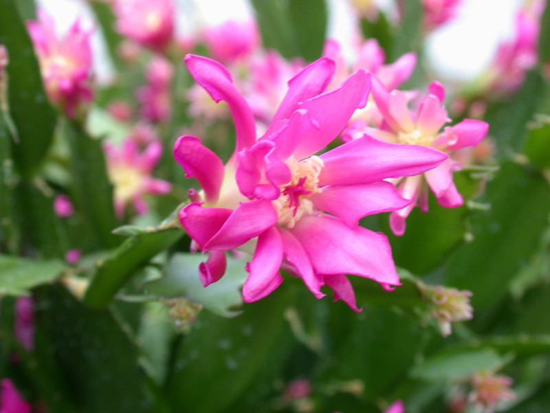 schlumbergera star burst 02