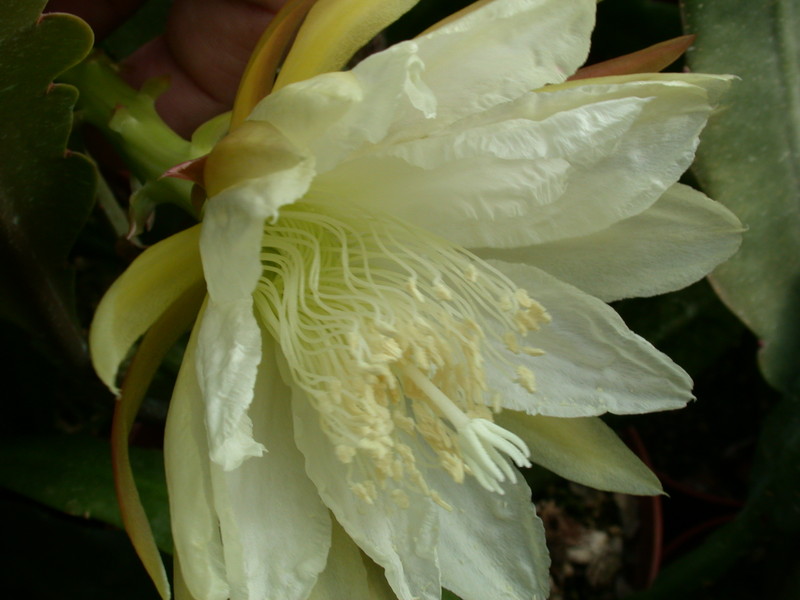 eh judy c 7257 320