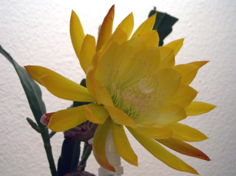 epicactus french gold 03