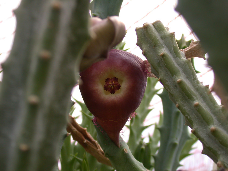 stapelia maculosoides 2