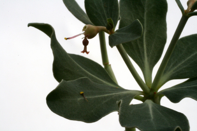 euphorbia globulicaulis 2979