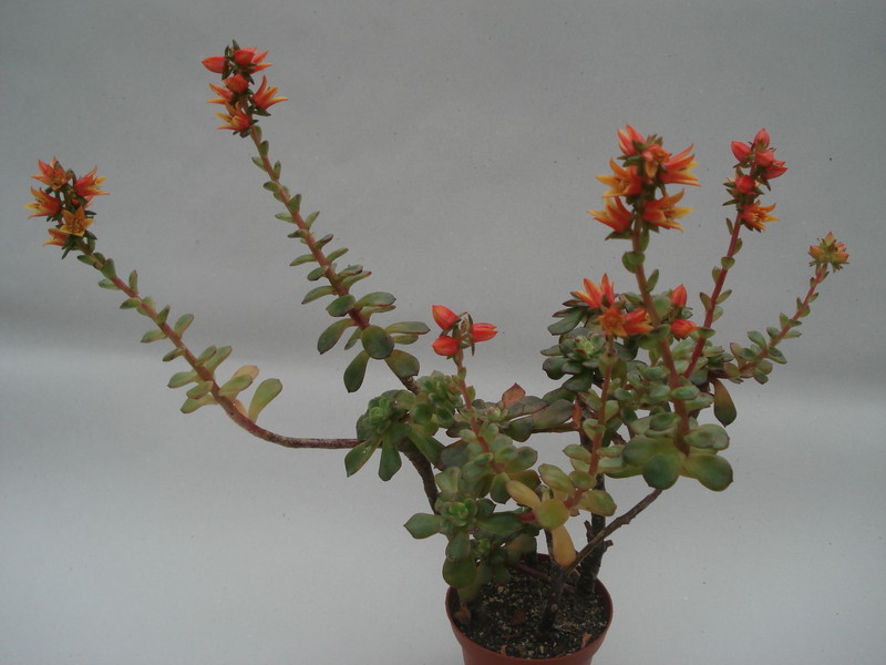 echeveria multicaulis 8399