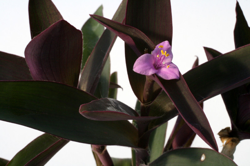 tradescantia rubinsword 0869