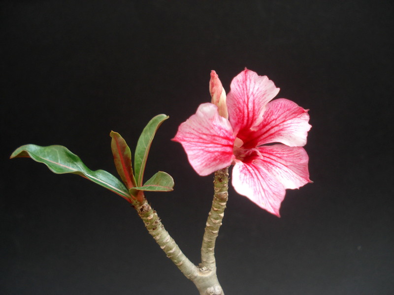 adenium thank mom 04