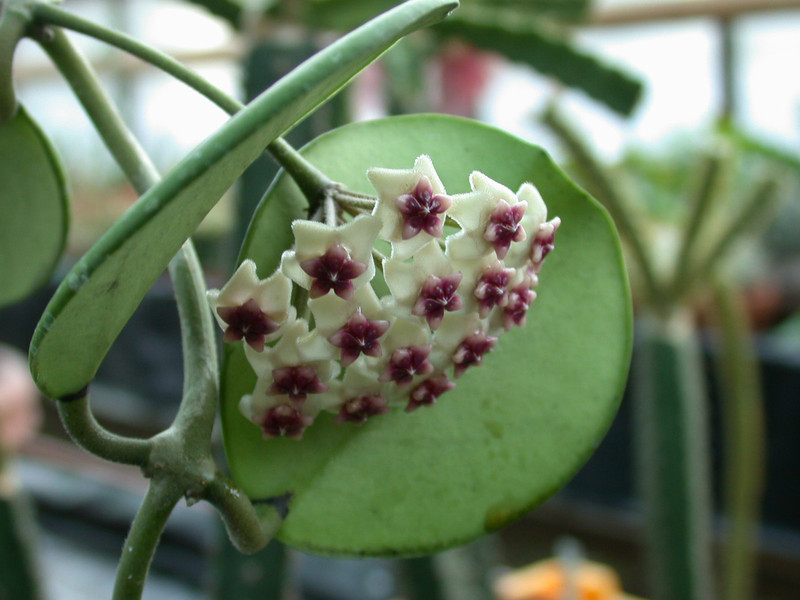 hoya obovata hort 2
