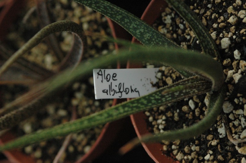 aloe albiflora 04