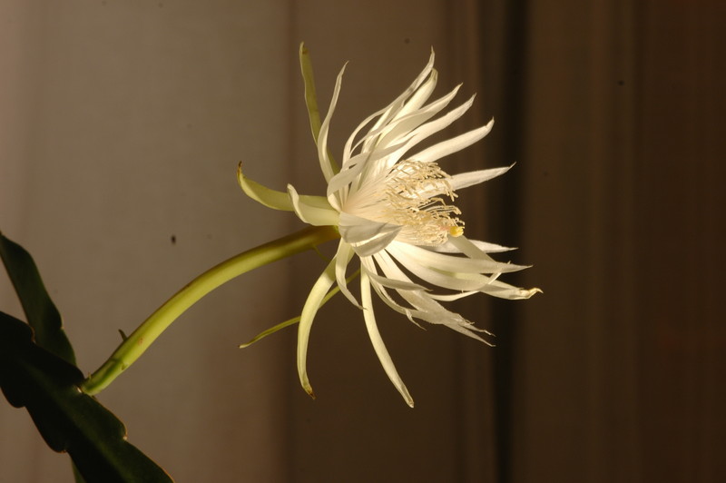 epiphyllum pumilum phasen 2295