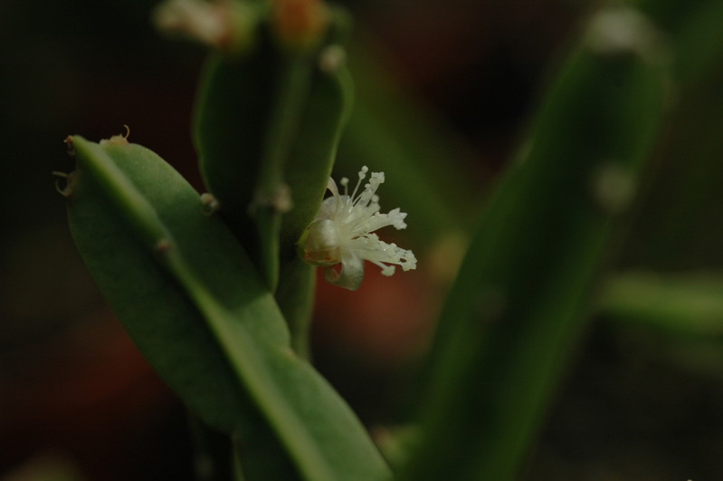 rhipsalis pentaptera 01a