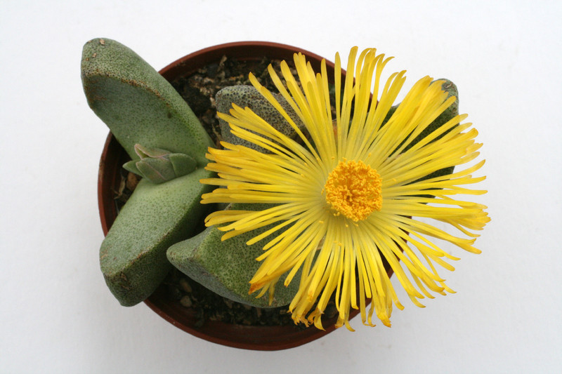 pleiospilos simulans 4239