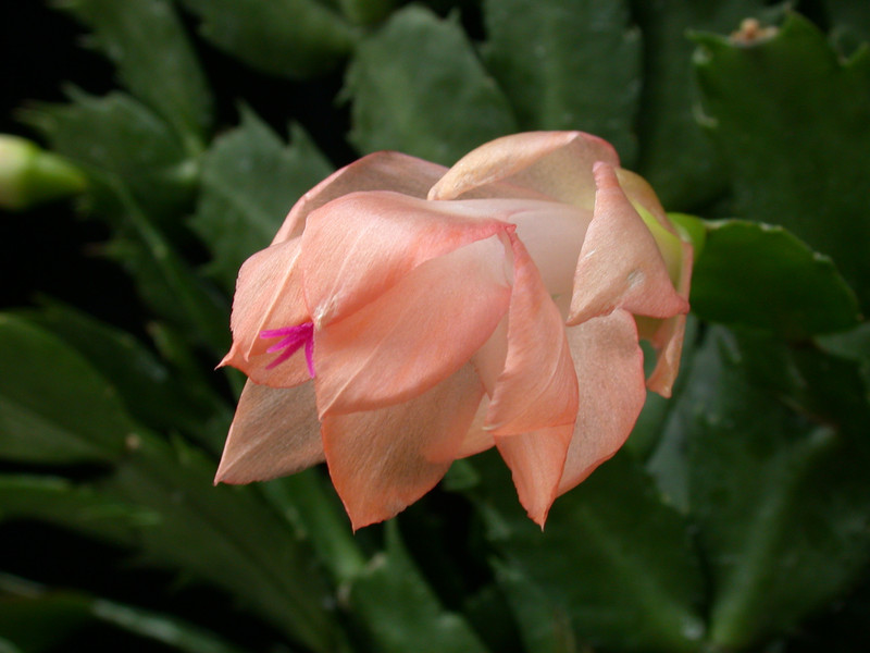 schlumbergera christmas fantasie 09