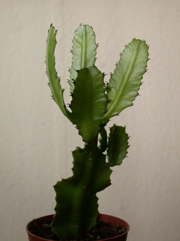 euphorbia vajravelui 7658