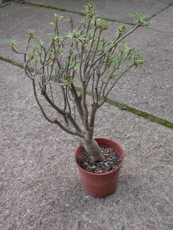 euphorbia balsamifera 5702