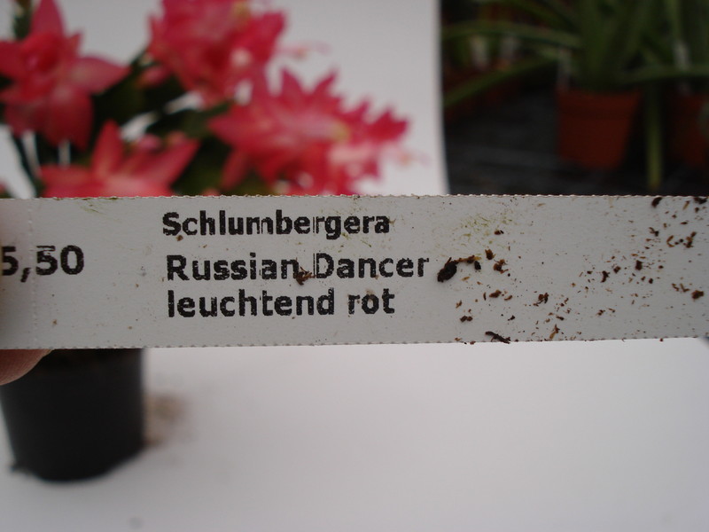 schlumbergera russian dancer 1610