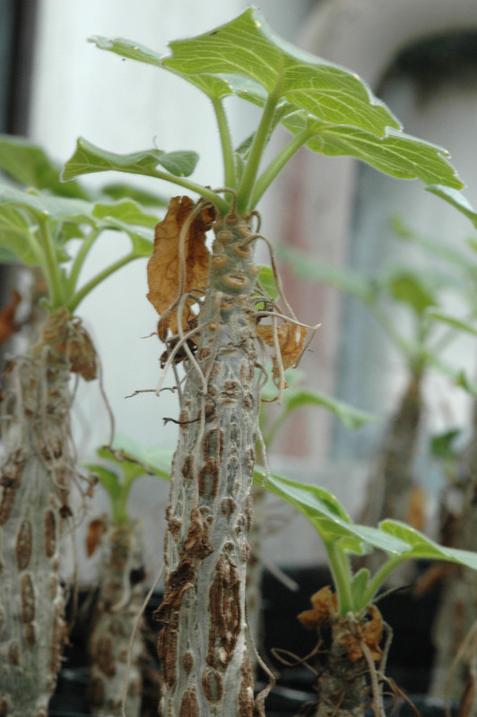 uncarina turicana 02