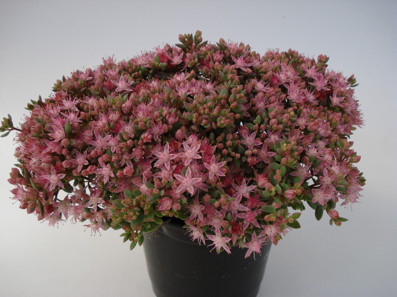 sedum cauticolum 691