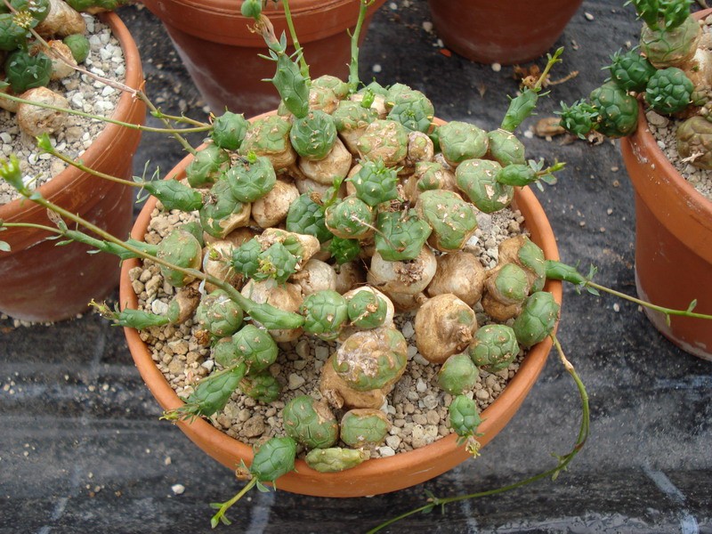 euphorbia globosa
