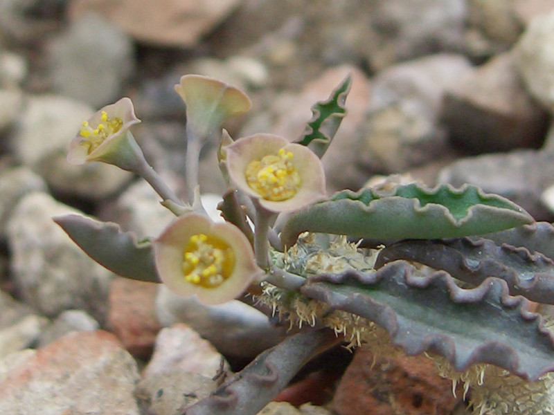 euphorbia capsaintemariensis 0834