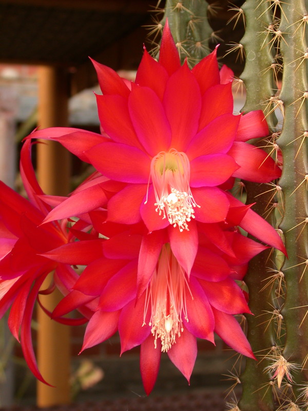 aporocactus luzifer paetz 123