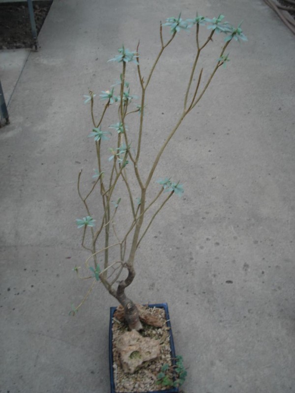 euphorbia atropurpurea 0461