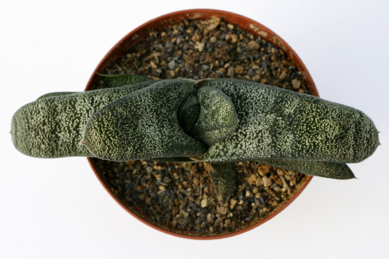 gasteria latesiana 7243