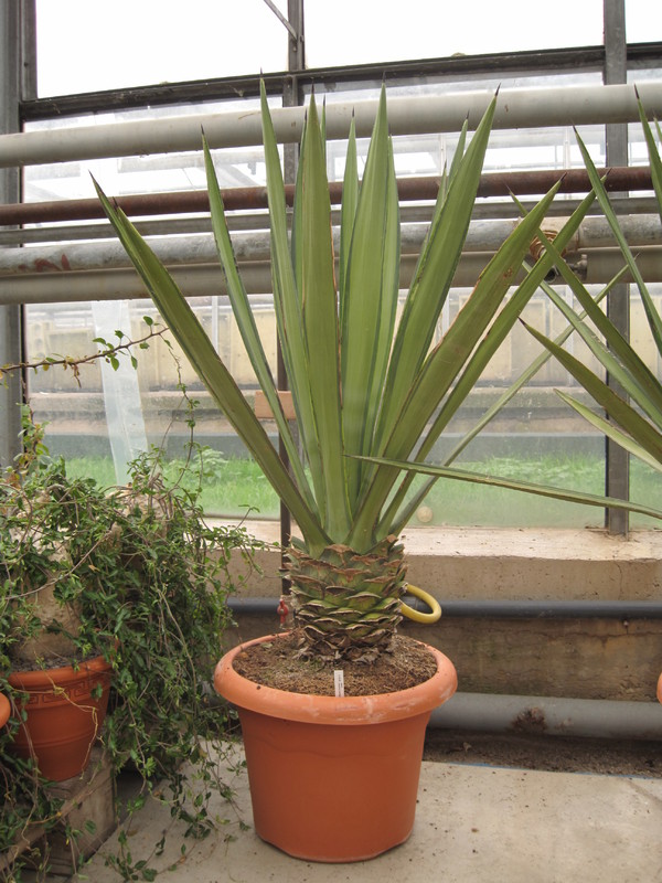 agave sisalana