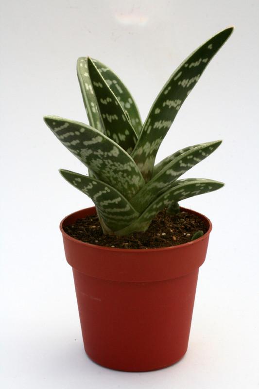 aloe variegata 0823