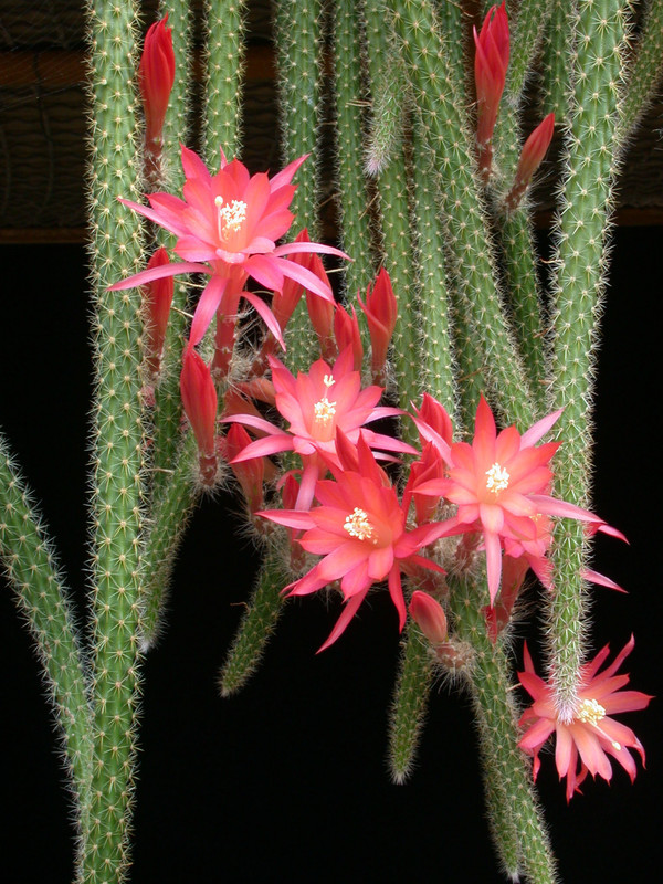 aporocactus mallisonii 01