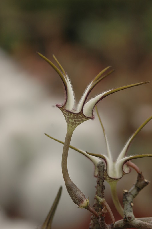 ceropegia stapeliaeformis 8765