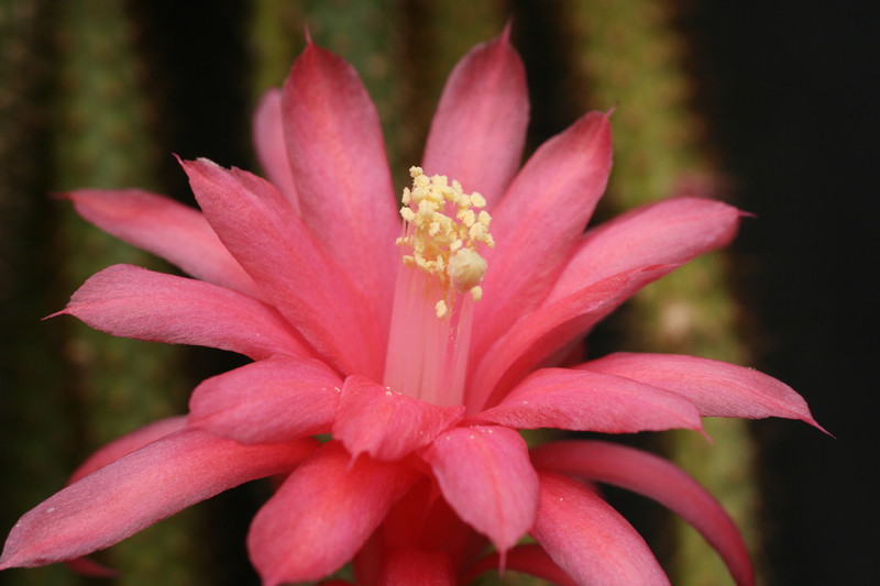 aporocactus knebelii 1826