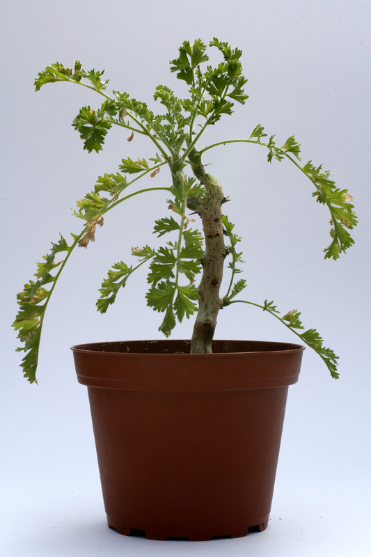 pelargonium alternans 8083
