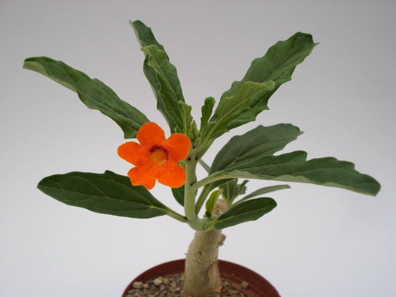 pterodiscus aurantiacus namibia