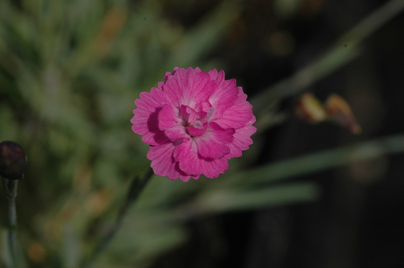dianthus gratianopolitanus pink jewel 03
