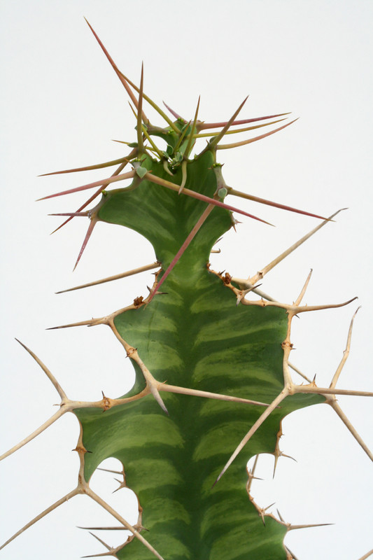 euphorbia grandicornis 70cm 3685