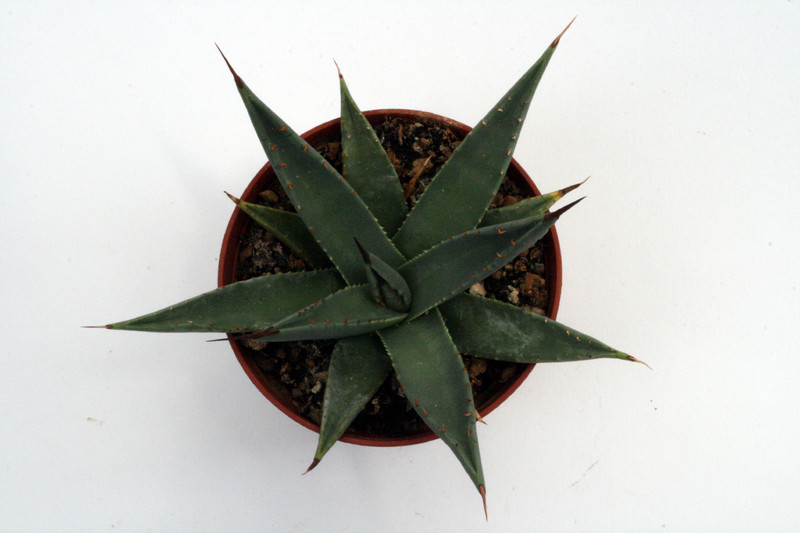 agave utahensis kingman az 0124