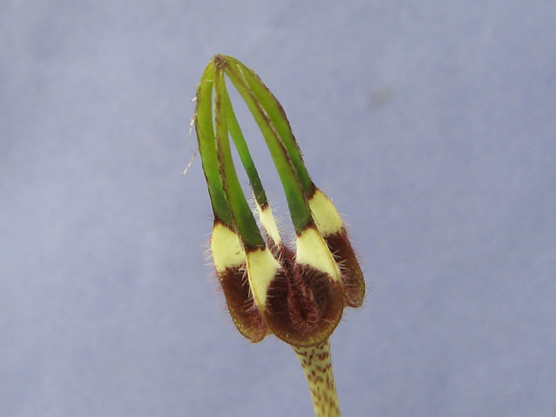 ceropegia radicans radicans 2028