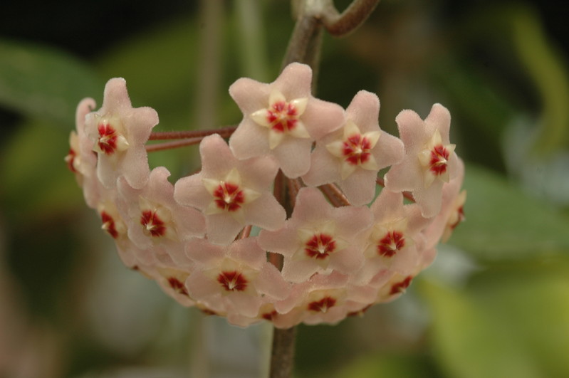 hoya carnosa 02a