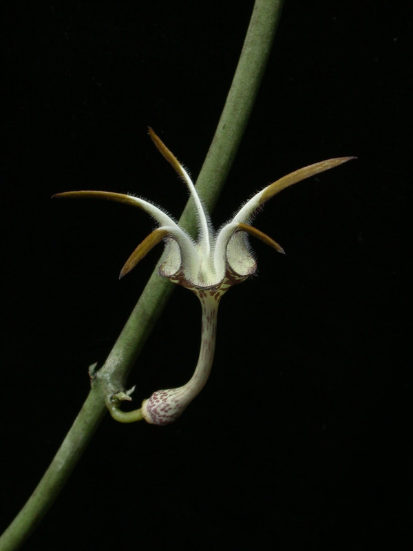 ceropegia stapeliaeformis5
