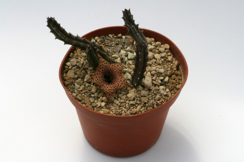 huernia boleana es2331 9322