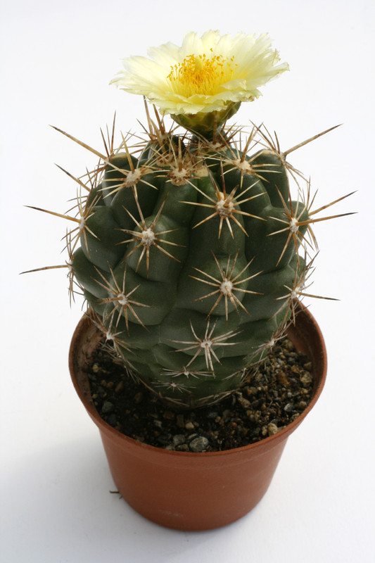 thelocactus leucacanthus jonacapa hgo 0258