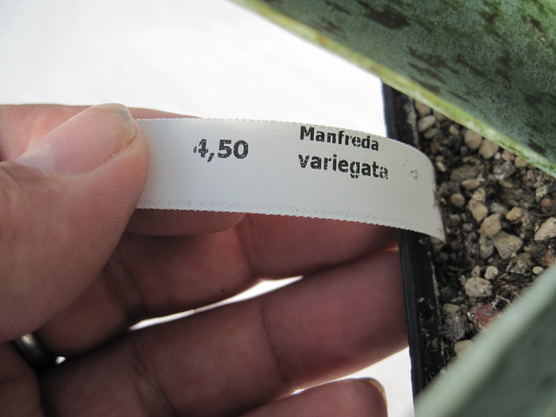 manfreda variegata 2238