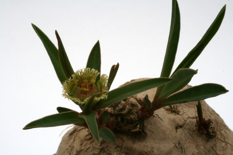 euphorbia trichadenia 6914
