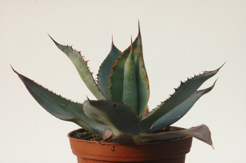 agave bovicornuta la oscta 8428
