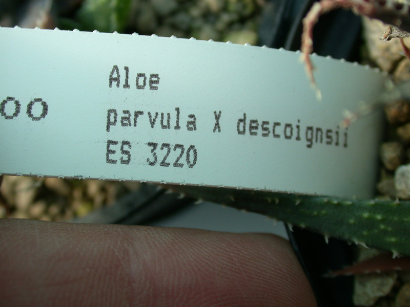 aloe parvula x descoingnsii es3220 03
