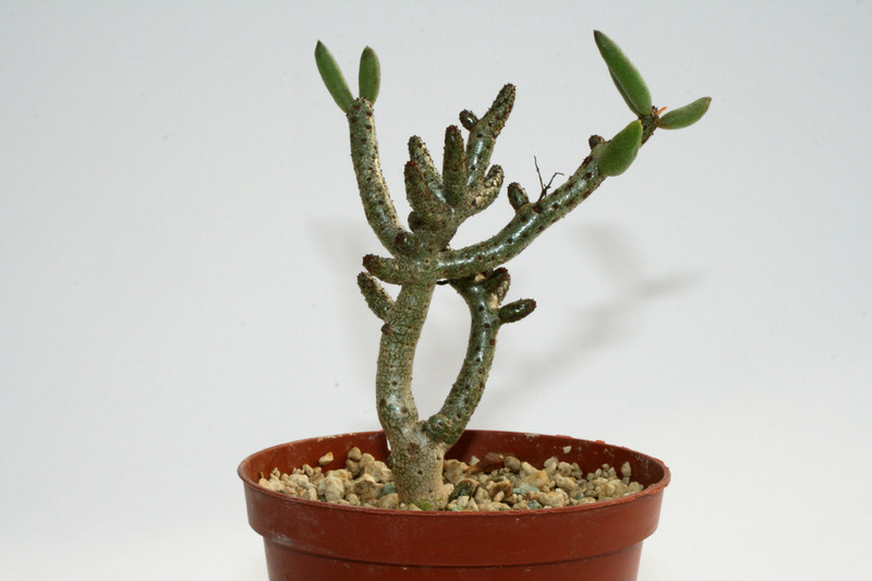 tylecodon bruchholzianum 6803