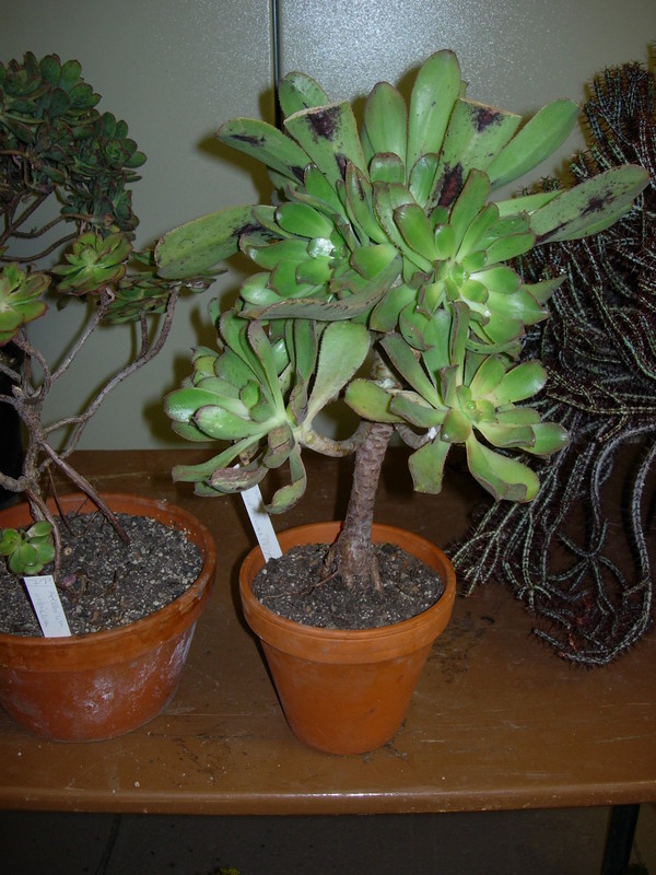 aeonium davidbramwellii DSCN5695