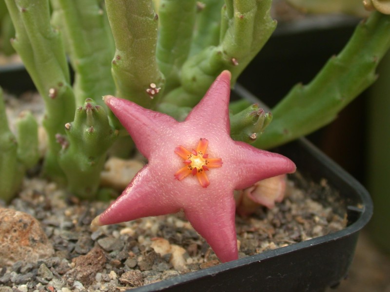 stapelia divaricata es3334 01