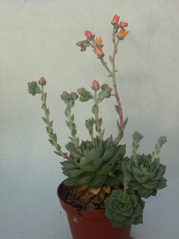 echeveria turgida 9989